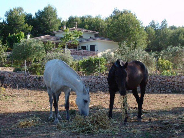 Exclusieve villa met stallen en paarden .